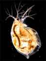 daphnia