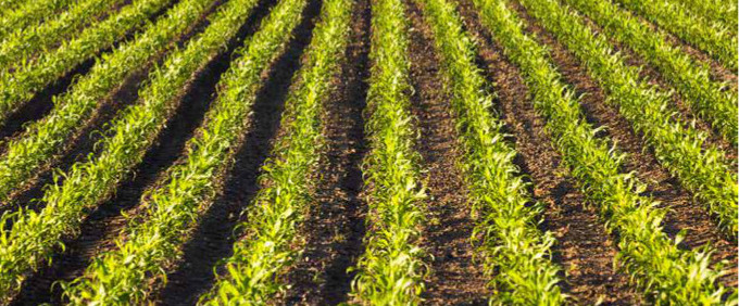 soil analysis